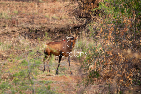 Antilope in Zuid-Afrika