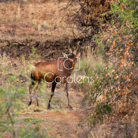 Antilope in Zuid-Afrika