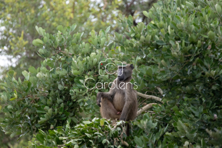 Baboon in Zuid-Afrika