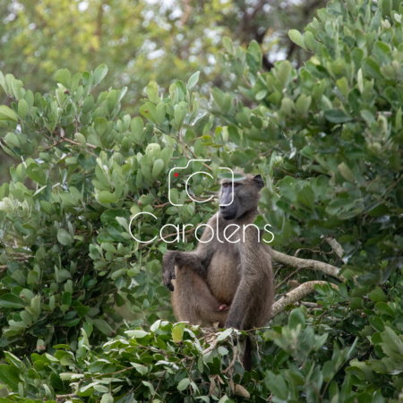 Baboon in Zuid-Afrika