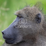 Baboon in Zuid-Afrika