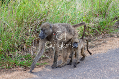 Baboon in Zuid-Afrika