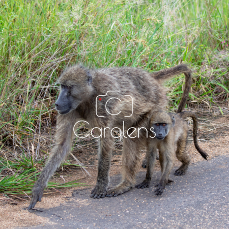 Baboon in Zuid-Afrika