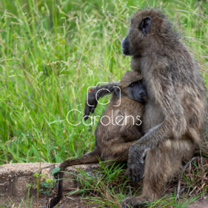 Baboon in Zuid-Afrika