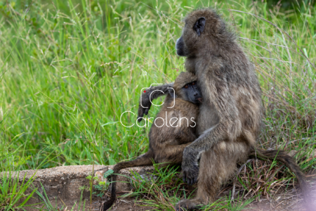 Baboon in Zuid-Afrika