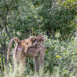 Baboon in Zuid-Afrika