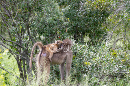 Baboon in Zuid-Afrika