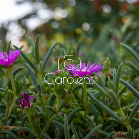 Bloemen en planten in Zuid-Afrika