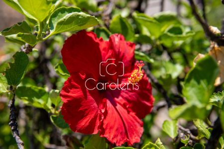 Bloemen en planten in Zuid-Afrika