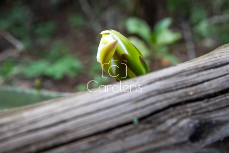 Bloemen en planten in Zuid-Afrika