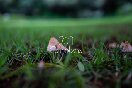 Bloemen en planten in Zuid-Afrika