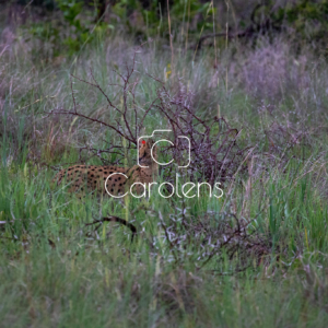 Cerval in Zuid-Afrika