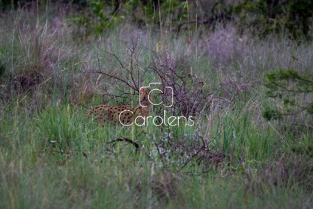 Cerval in Zuid-Afrika