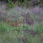 Cerval in Zuid-Afrika