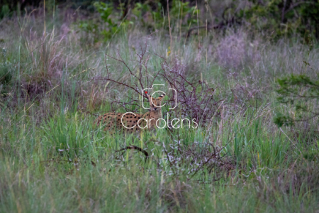 Cerval in Zuid-Afrika