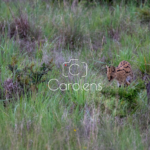 Cerval in Zuid-Afrika