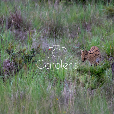 Cerval in Zuid-Afrika