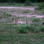 Cheeta (jachtluipaard) in Zuid-Afrika