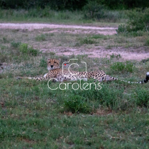 Cheeta (jachtluipaard) in Zuid-Afrika