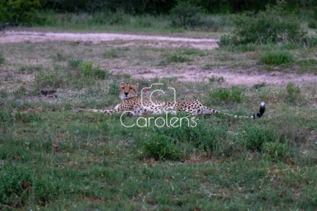 Cheeta (jachtluipaard) in Zuid-Afrika