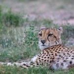 Cheeta (jachtluipaard) in Zuid-Afrika