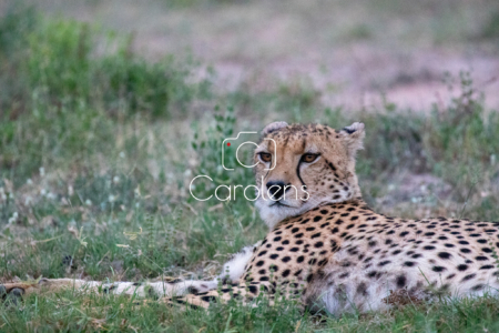 Cheeta (jachtluipaard) in Zuid-Afrika