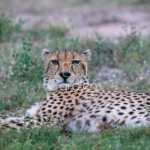 Cheeta (jachtluipaard) in Zuid-Afrika