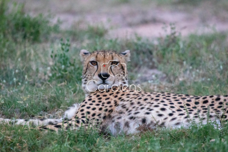 Cheeta (jachtluipaard) in Zuid-Afrika