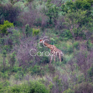 Giraffe in Zuid-Afrika