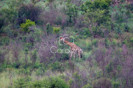 Giraffe in Zuid-Afrika