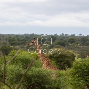 Giraffe in Zuid-Afrika