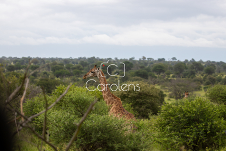 Giraffe in Zuid-Afrika