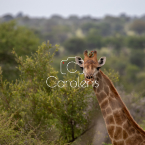 Giraffe in Zuid-Afrika