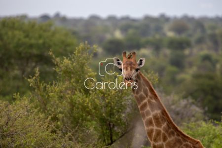 Giraffe in Zuid-Afrika