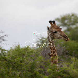 Giraffe in Zuid-Afrika