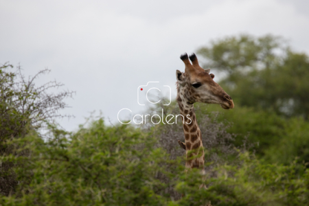 Giraffe in Zuid-Afrika