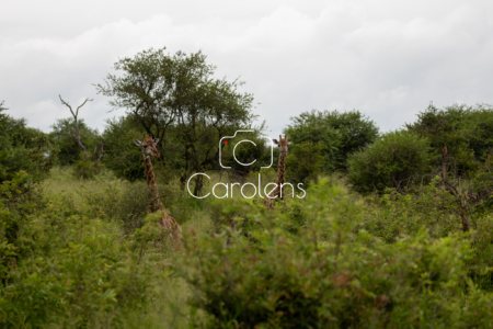 Giraffe in Zuid-Afrika