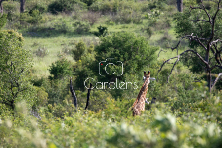 Giraffe in Zuid-Afrika