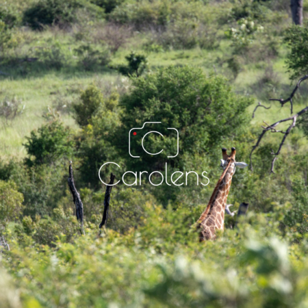 Giraffe in Zuid-Afrika