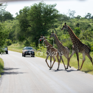 Giraffe in Zuid-Afrika