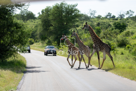 Giraffe in Zuid-Afrika