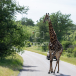 Giraffe in Zuid-Afrika