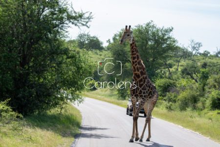 Giraffe in Zuid-Afrika