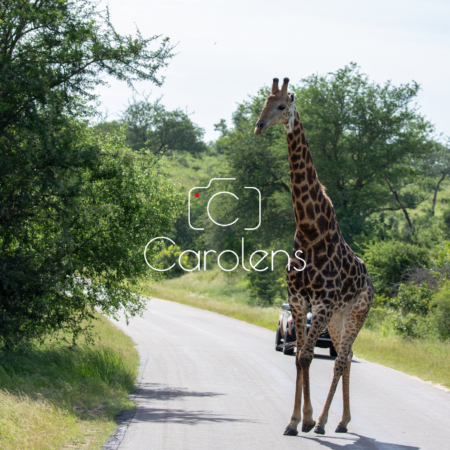 Giraffe in Zuid-Afrika