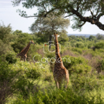 Giraffe in Zuid-Afrika