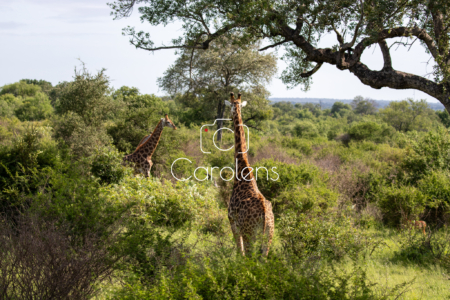 Giraffe in Zuid-Afrika