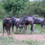 Gnoe in Zuid-Afrika