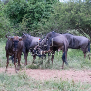 Gnoe in Zuid-Afrika