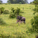 Gnoe in Zuid-Afrika