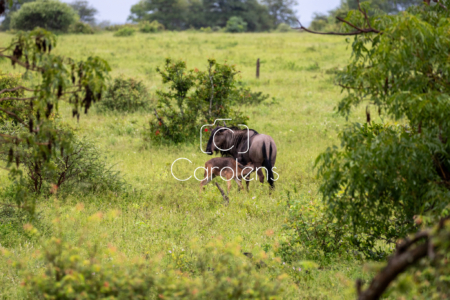 Gnoe in Zuid-Afrika